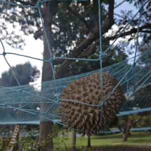 Durian Party (Sun) - Coming Soon™