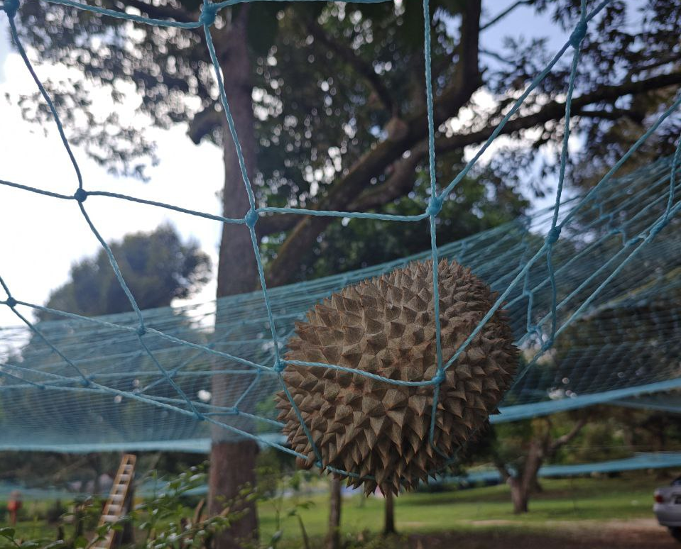Durian Party (Sun) - Coming Soon™